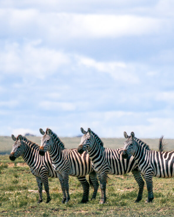 A herd of zebra stood facing left in east africa