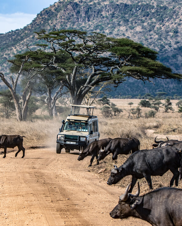 Safari vehicle driving in east africa amongst a herd of animals