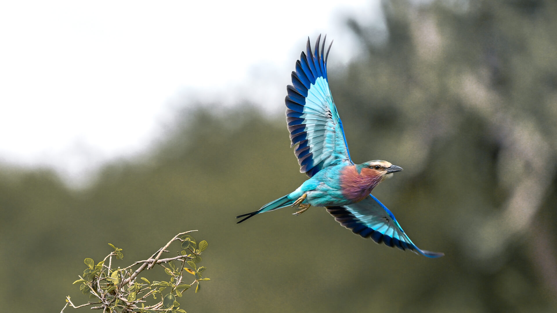 A lilac breasted roller in flight