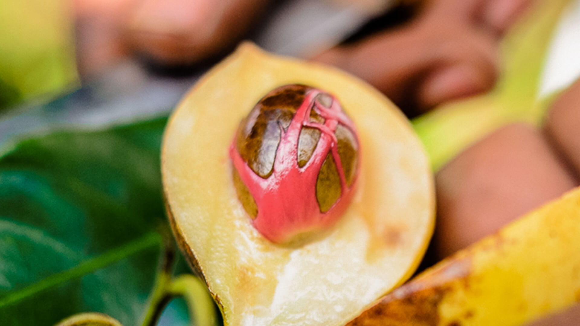 Spice tours offer fascinating insight into the production of spices on Zanzibar