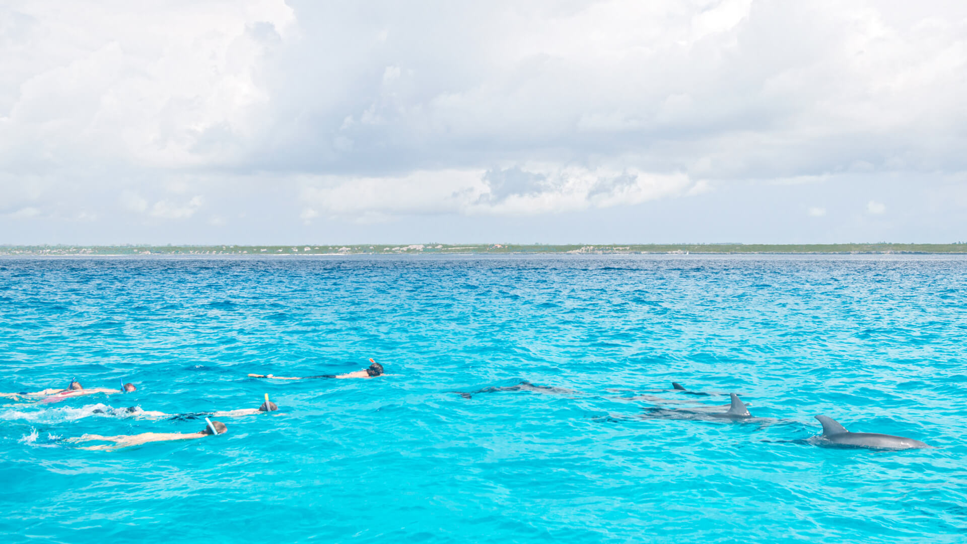 Asilia guests snorkelling with dolphins in the water waters of Zanzibar.