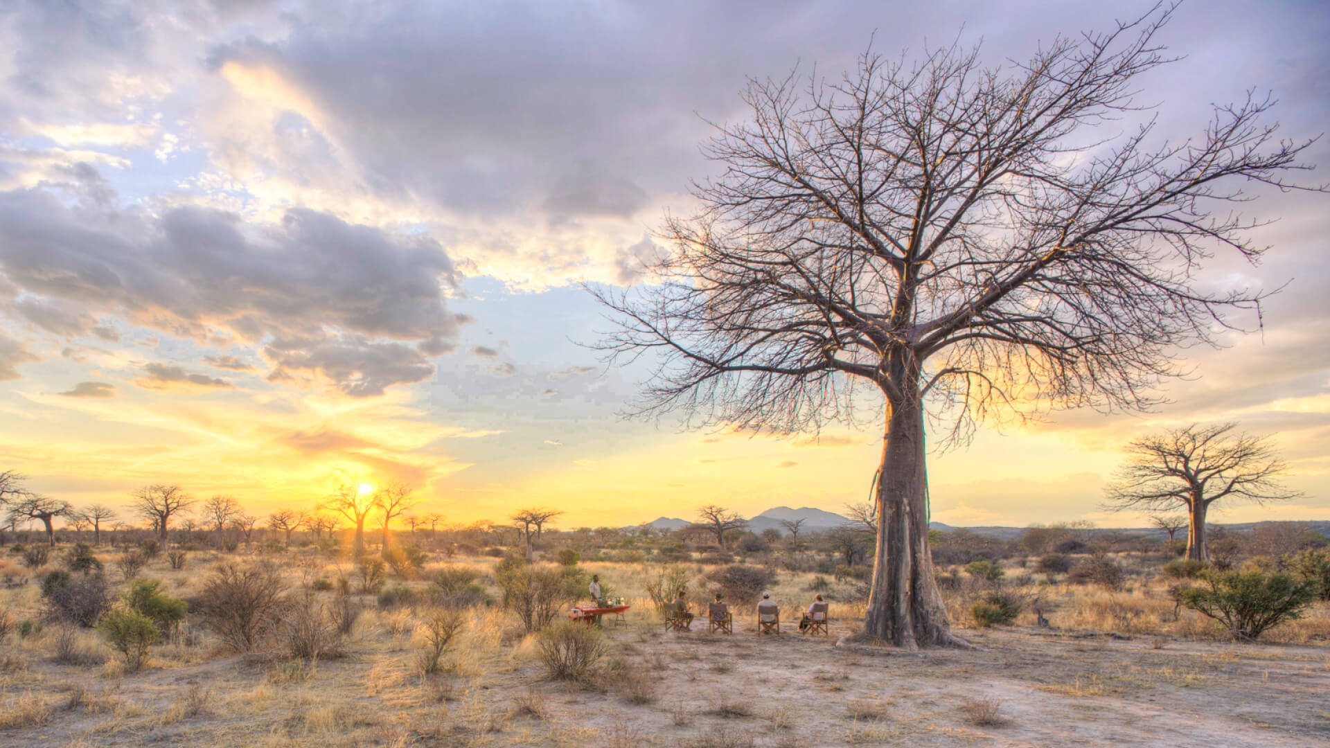 Asilia guests enjoying sundowners beneath a baobab tree in Ruaha National Park, southern Tanzania