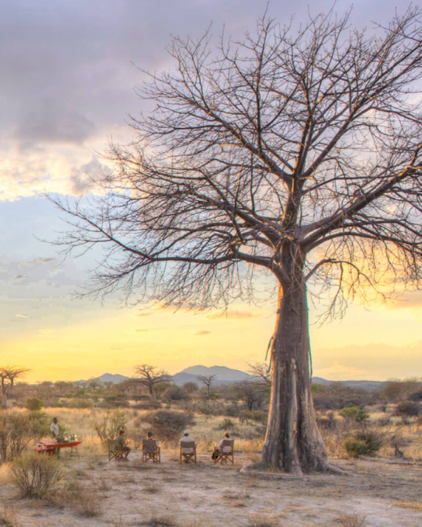 Sundowners beneath a baobab in Ruaha National Park