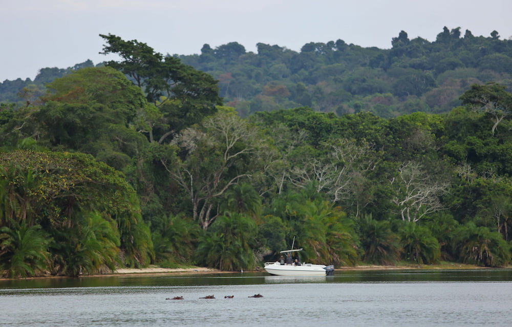A boat passes the dense jungle of Rubondo Island and hippos bubble just below the water's surface.