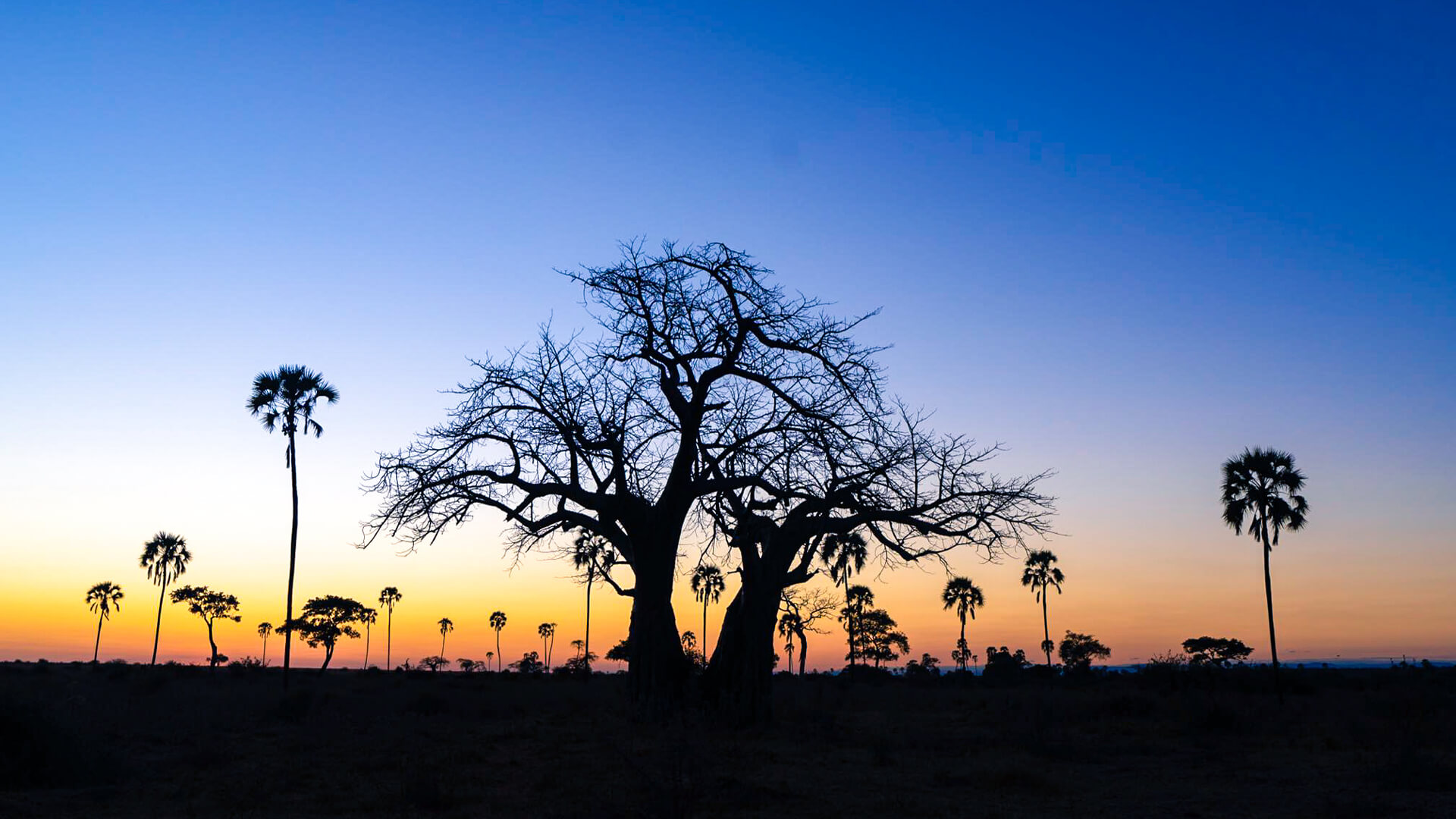 A baobab and palm tree as night falls