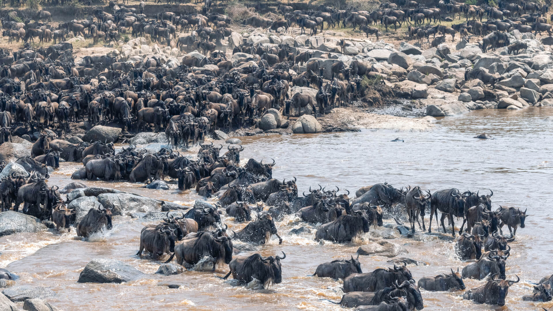 The great migration river crossing in Serengeti National Park Tanzania