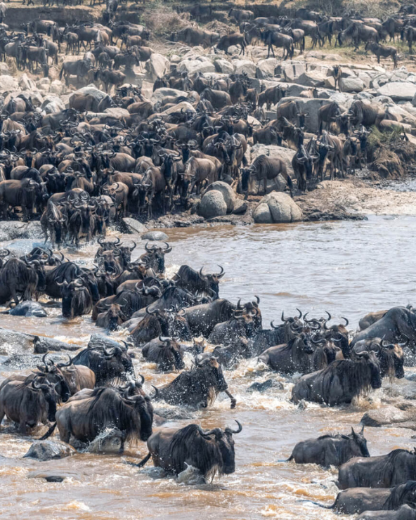 The great migration river crossing in Serengeti National Park Tanzania