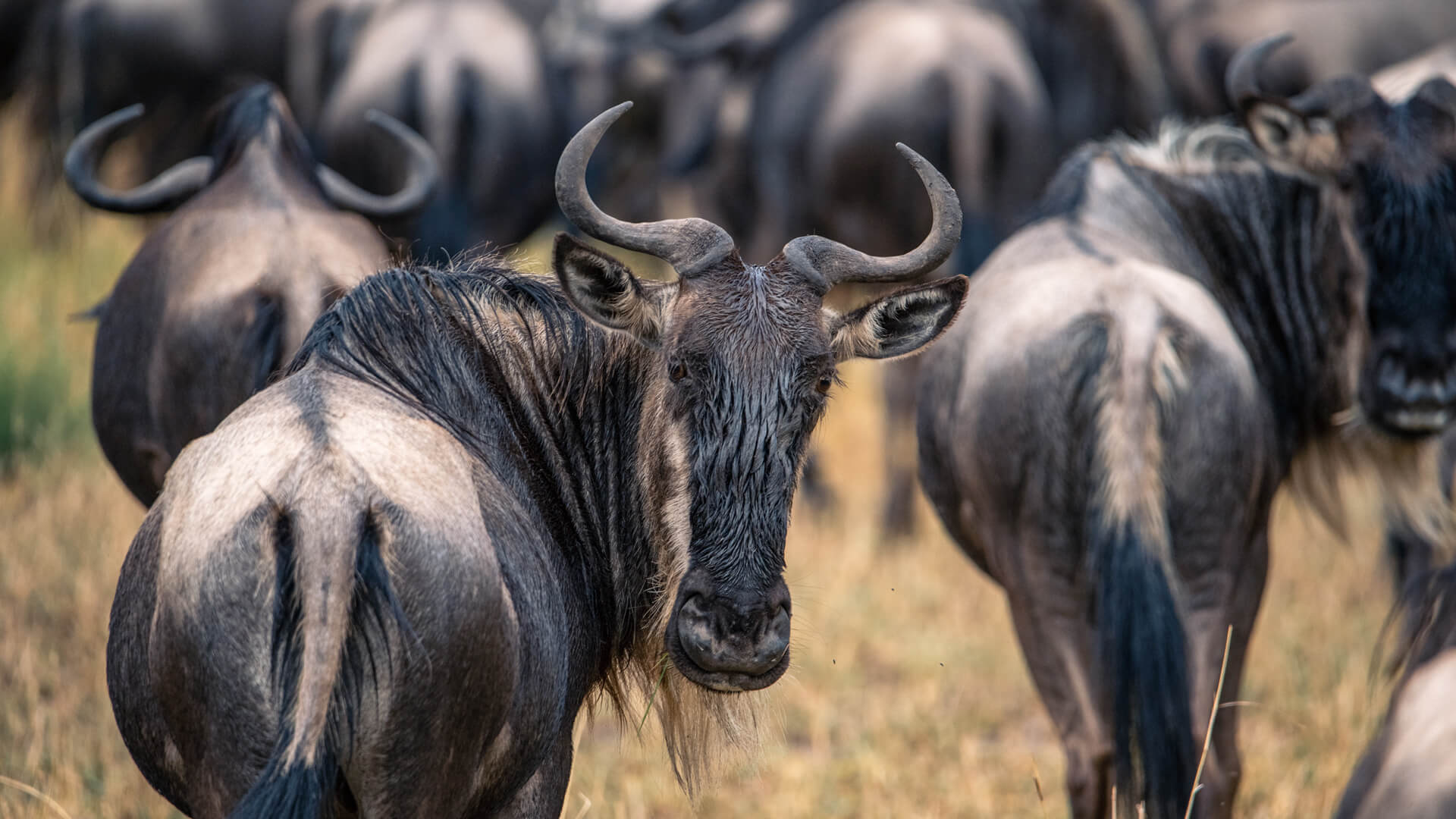 The herds of the Great Migration, Serengeti, Tanzania