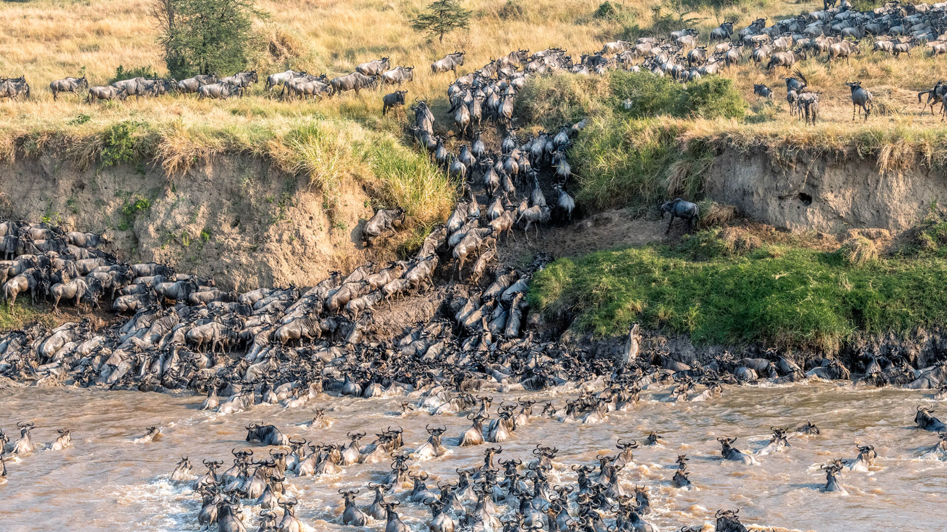 The massive herds of the migration crossing a muddy river in Tanzania