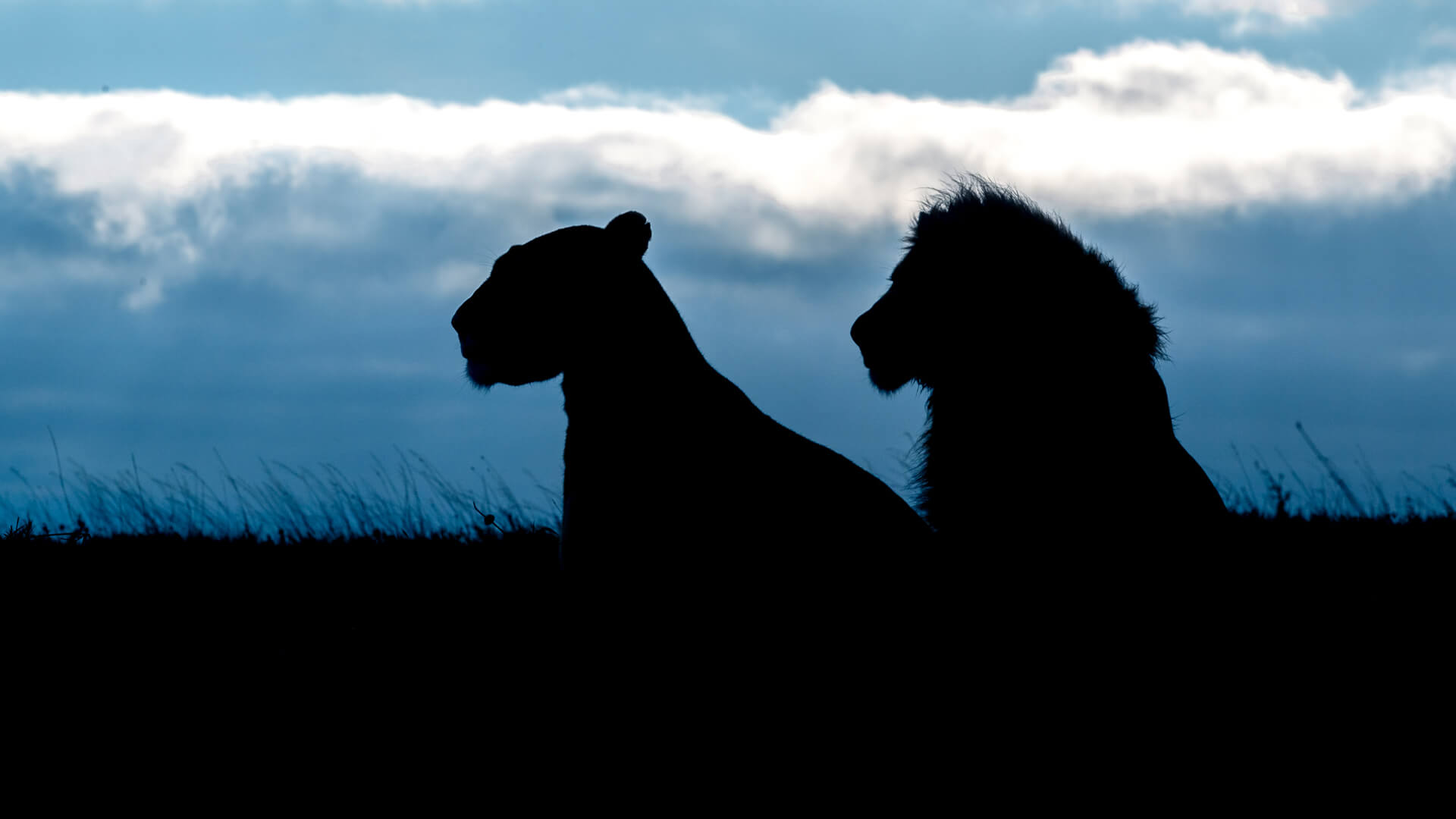 Two lions are silhouetted against the night sky