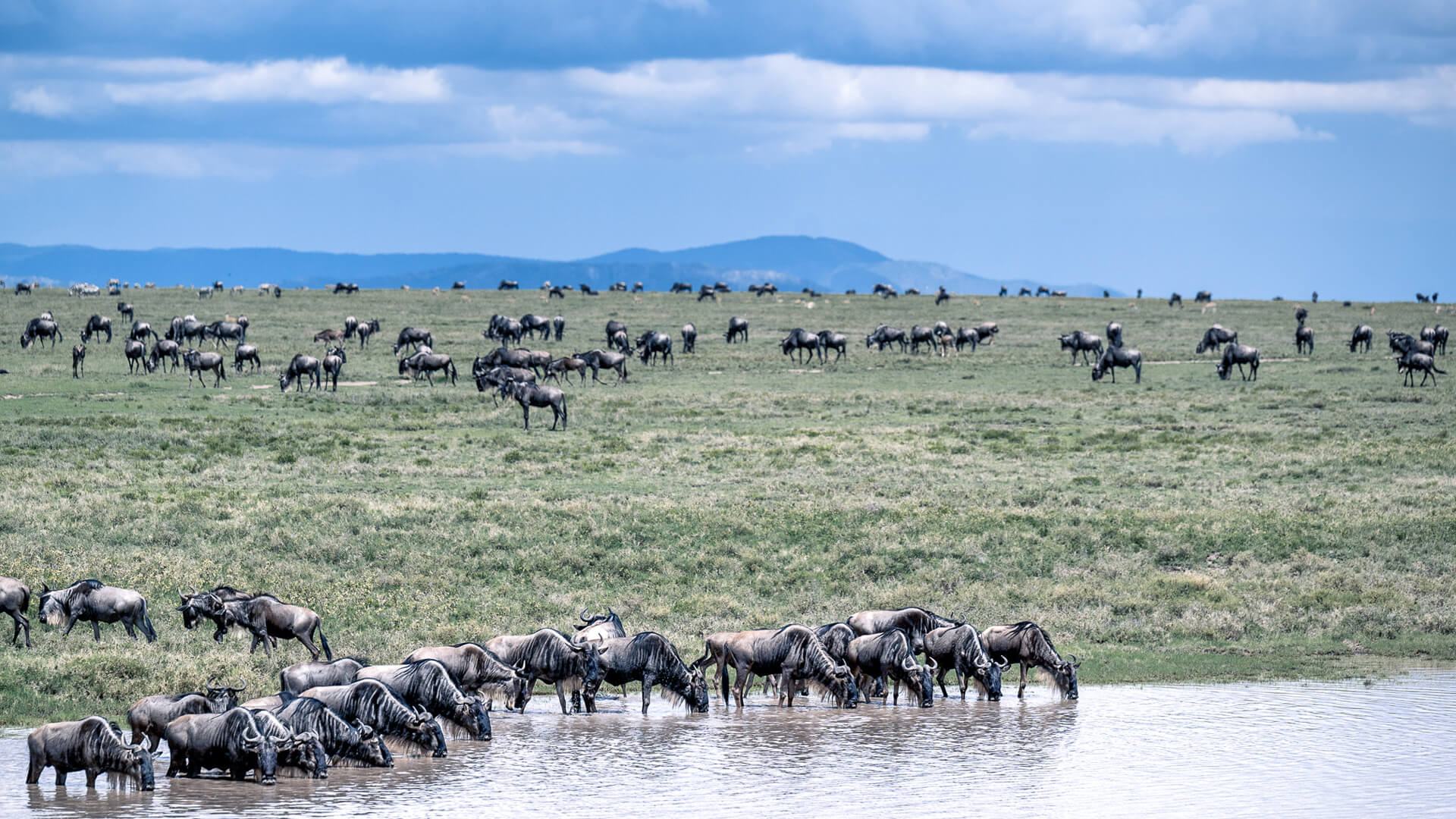 Herds of wildebeest dot the Tanzanian plains, with a group in the foreground drinking from a lake