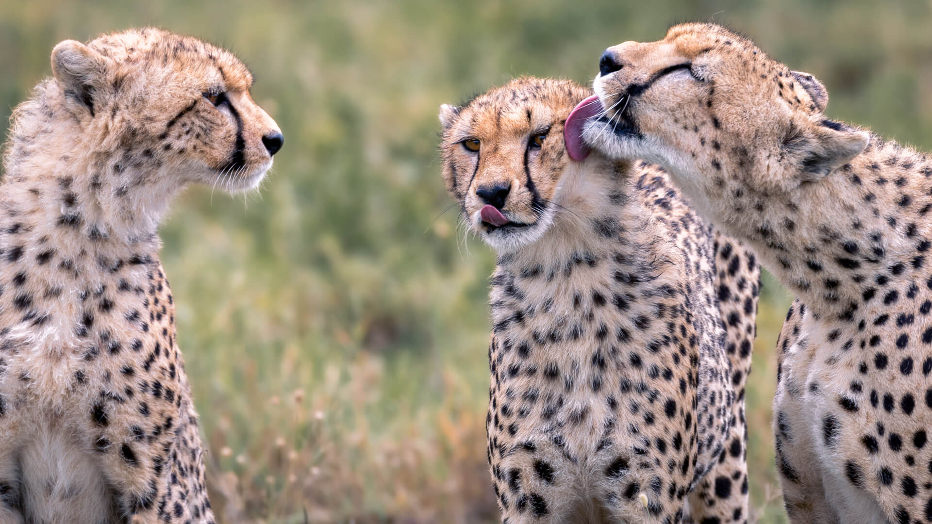 Three young cheetah groom each other, Serengeti, Tanzania