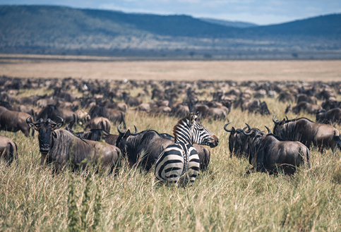 A herd of zebra frankfurt zoological society