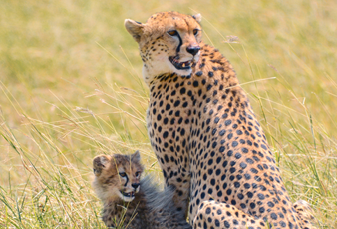 Kenya wildlife trust mother cheetah with cub in East Africa