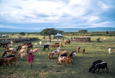 Local communities in East Africa with their cattle