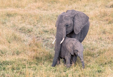 Mother elephant with baby for the Mar elephant project East Africa