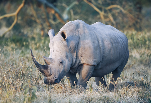 Rhino walking in the fields in east africa