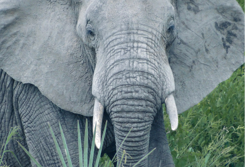 Close up of elephant in east africa
