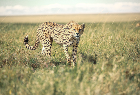 Cheetah walking in the plains of the serengeti facing the camera