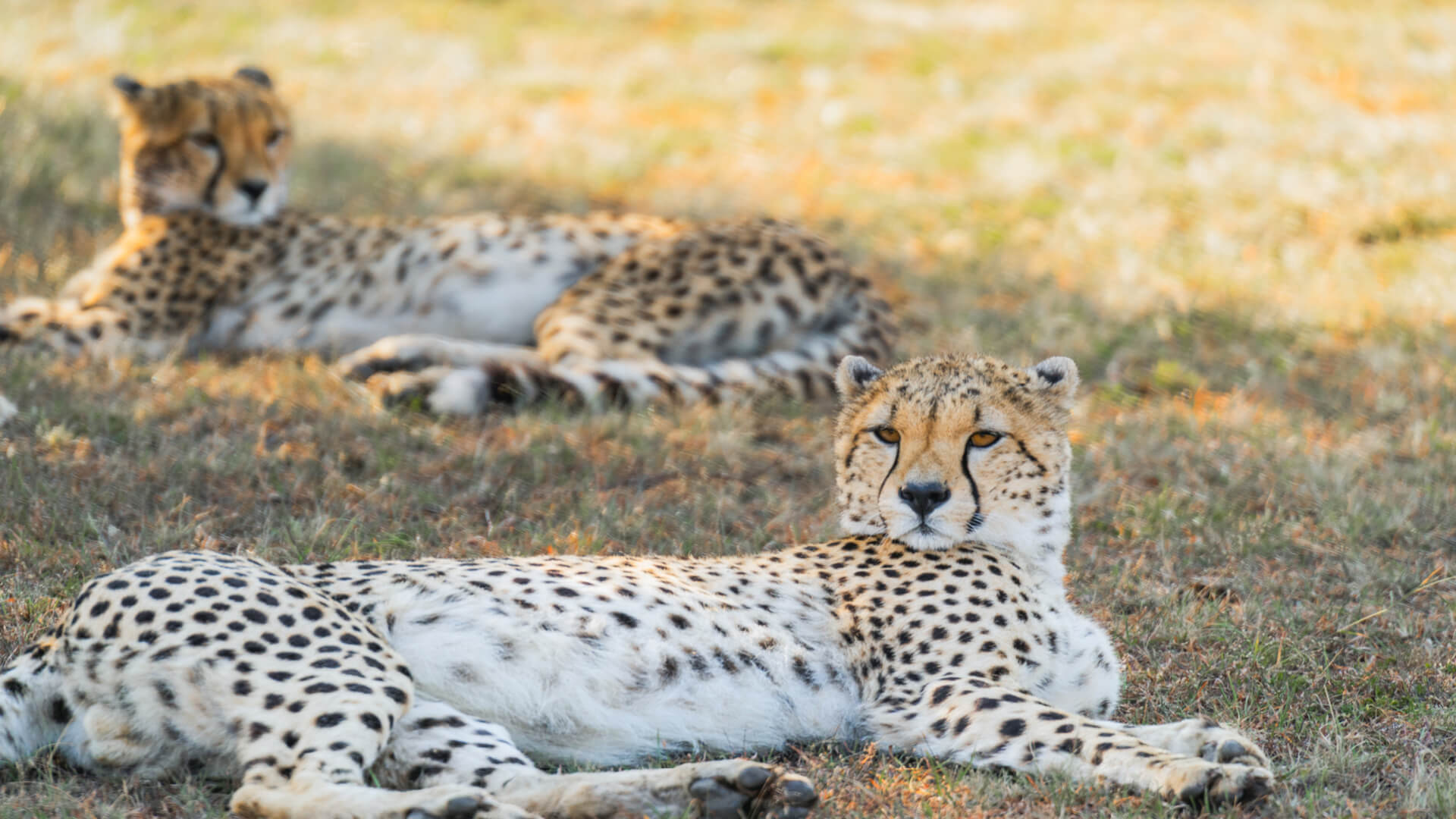 Two cheetah lying in the shade in the Serengeti National Park, Tanzania