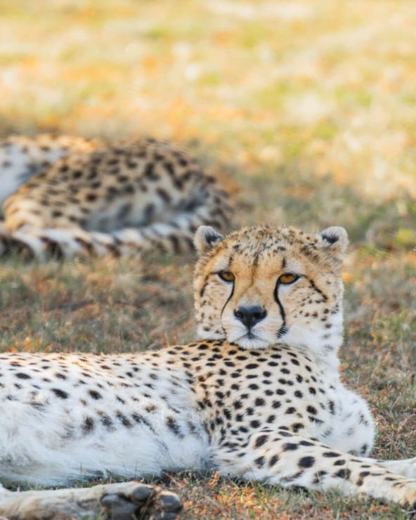 Two cheetah lying in the shade in the Serengeti National Park, Tanzania