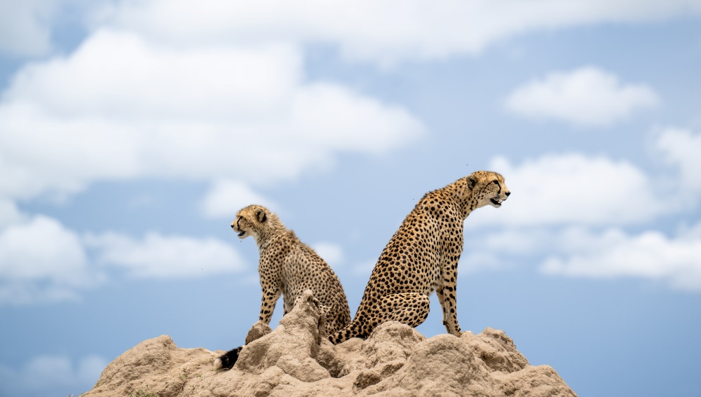 Two cheetah survey the surrounding plains, Eastern Serengeti
