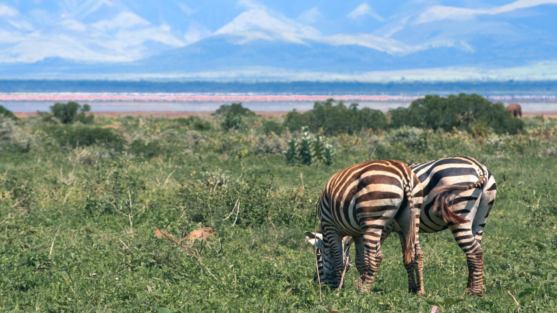 Two zebra at Lake Manyara Arusha Tanzania