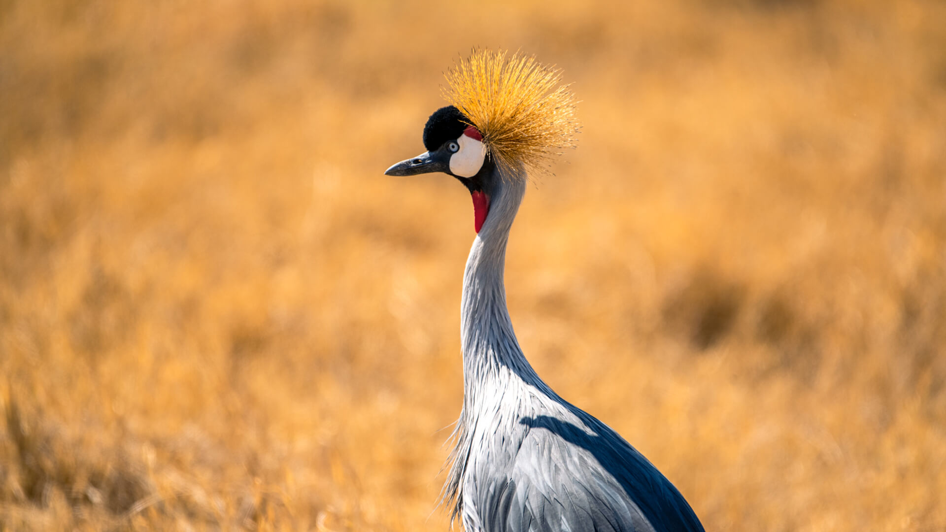 Unique and fascinating species to see on a birding safari
