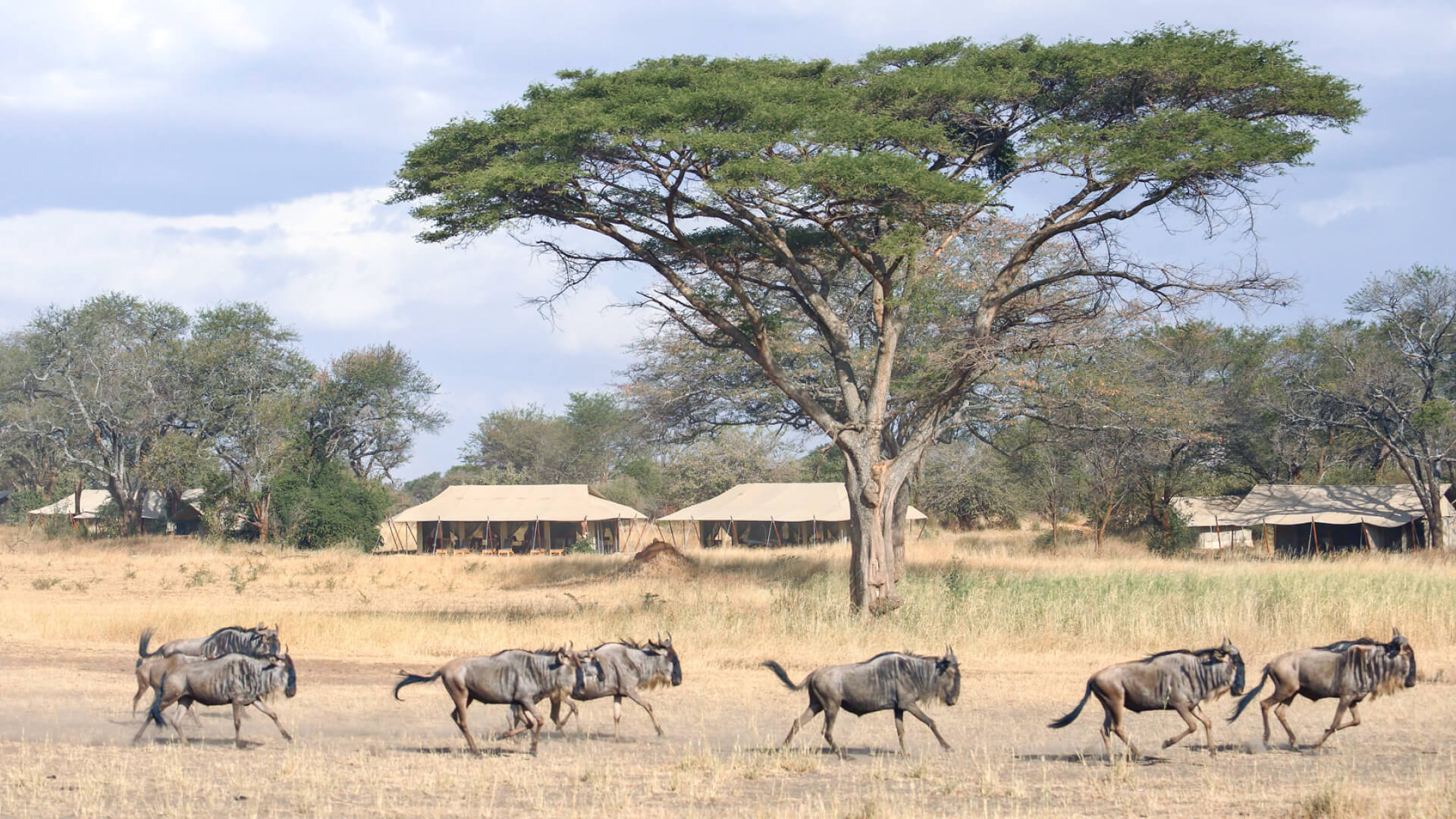 Wildebeest moving through Ubuntu Migration Camp Serengeti National Park Tanzania
