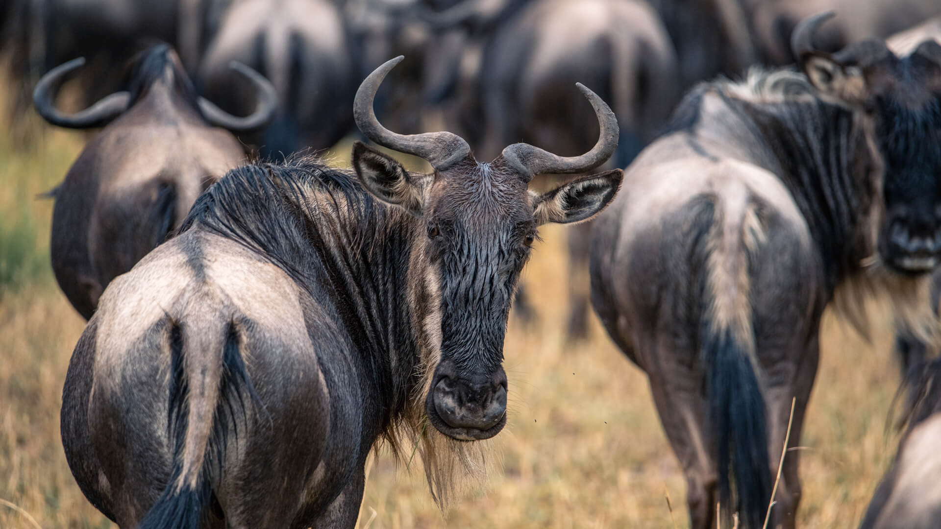 Wildebeest near Sayari Camp Serengeti National Park Tanzania