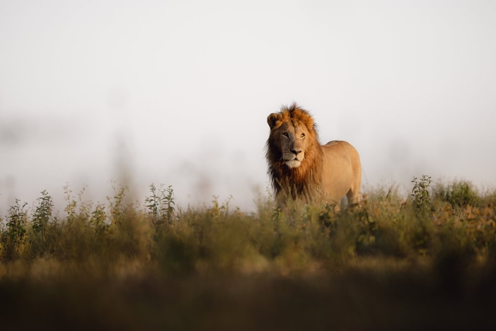 single male lion walking in the grasses at namiri plains camp tanzania