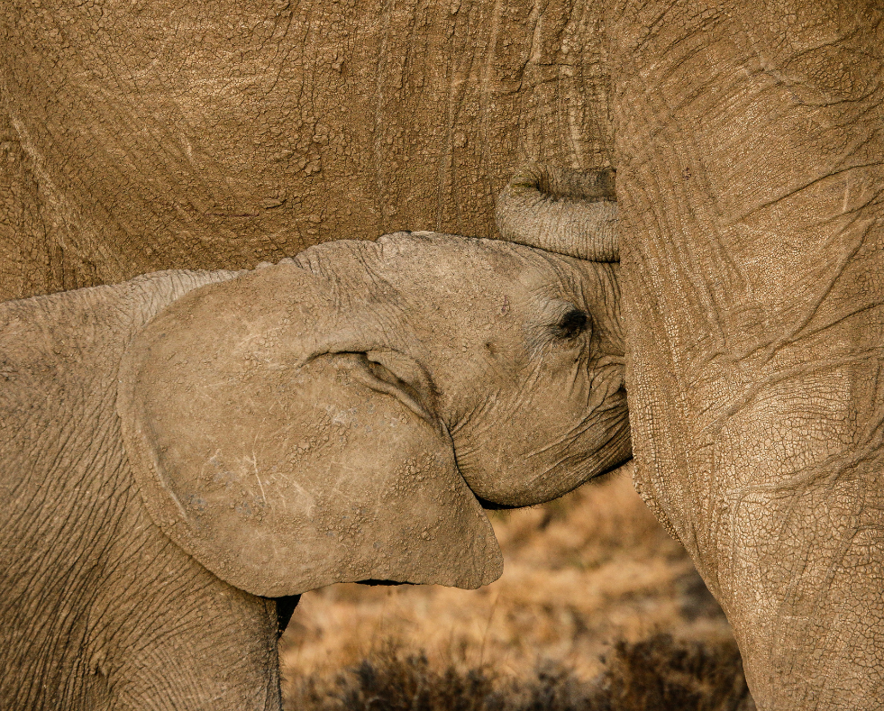 baby elephant feeding at ol pejeta bush camp, kenya, asilia africa