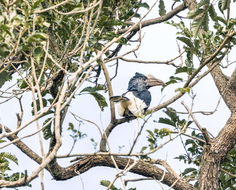 single black and white hornbill bird sitting in the tree, rubondo island, tanzania, asilia africa