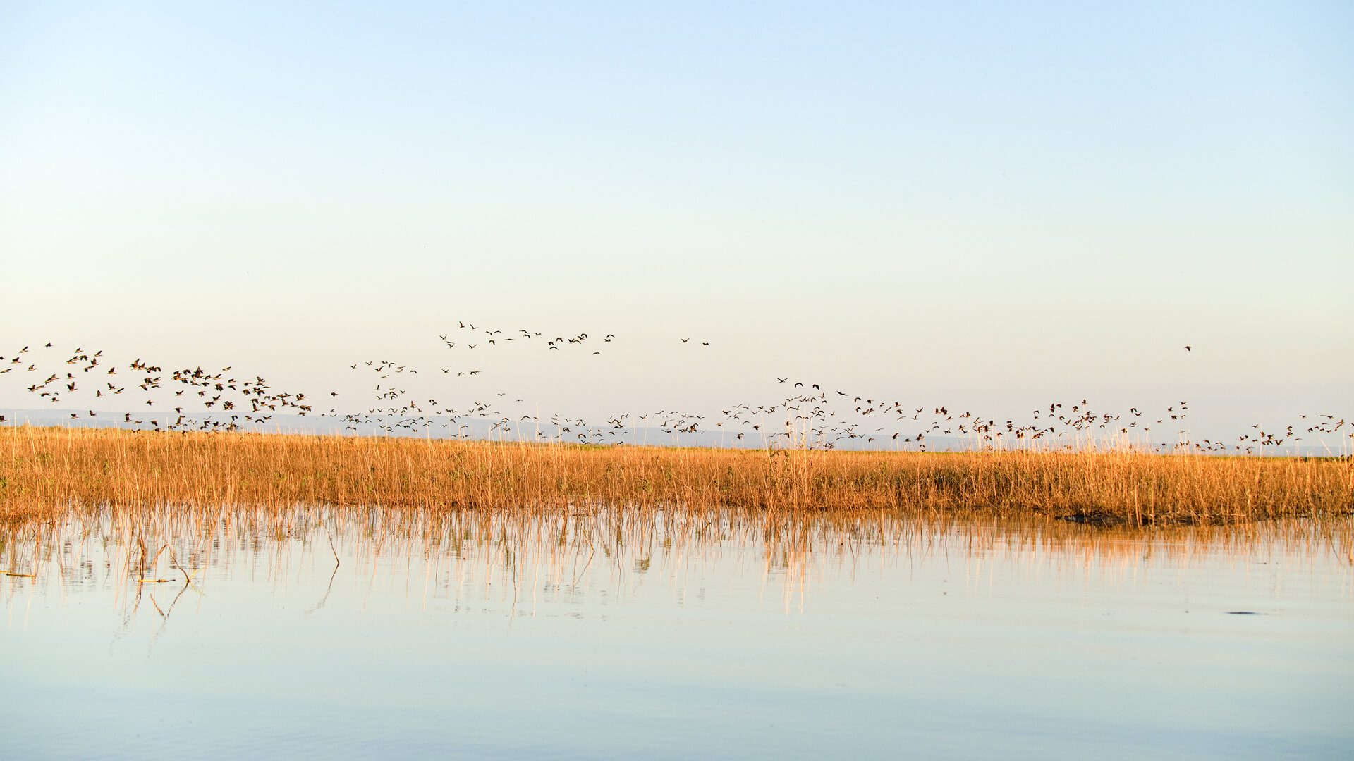 flock of birds on a boating safari near Usangu camp in East Africa-Asilia Africa