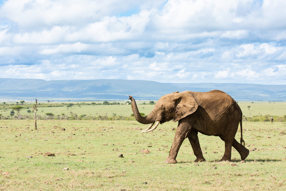 Elephant in Naboisho