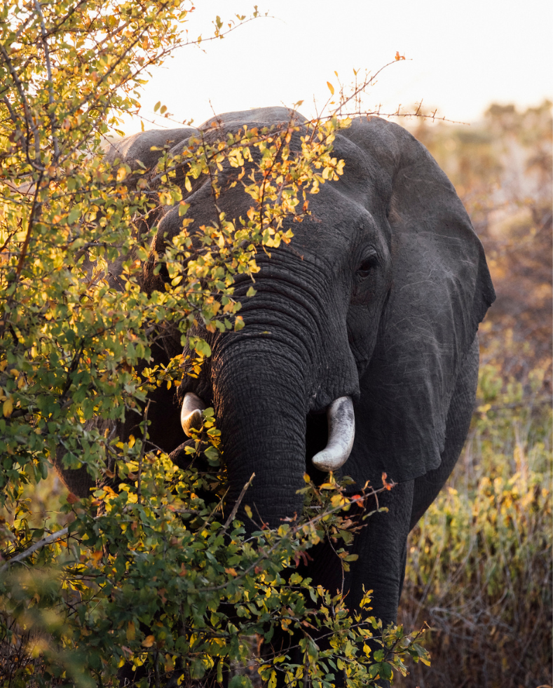 elephant hiding in the bush in ruaha national park, jabali private house, tanzania, asilia africa