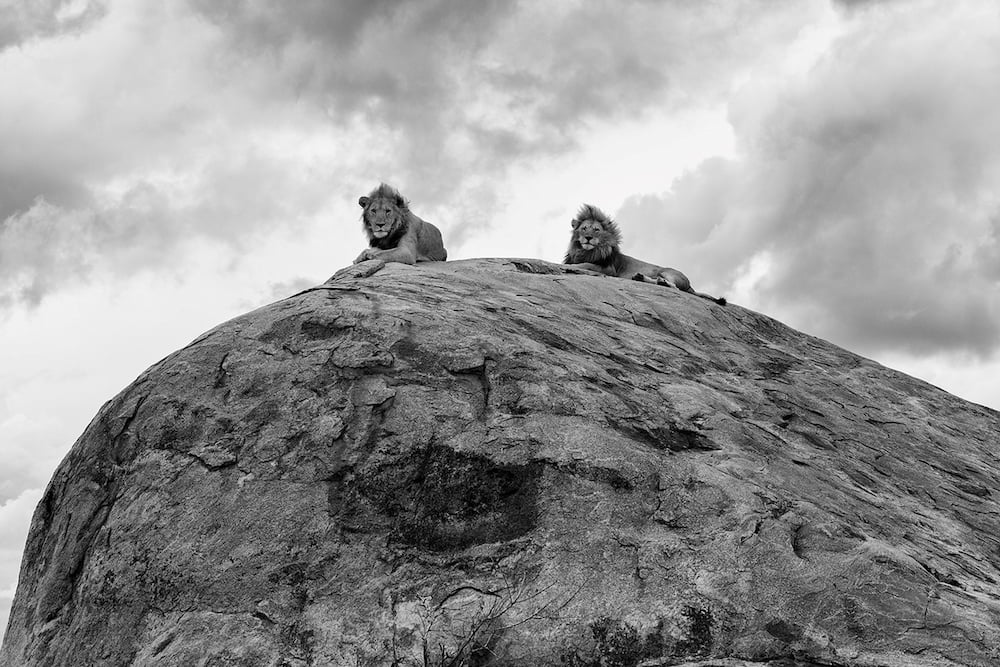 Two Lions on the kopje, Serengeti