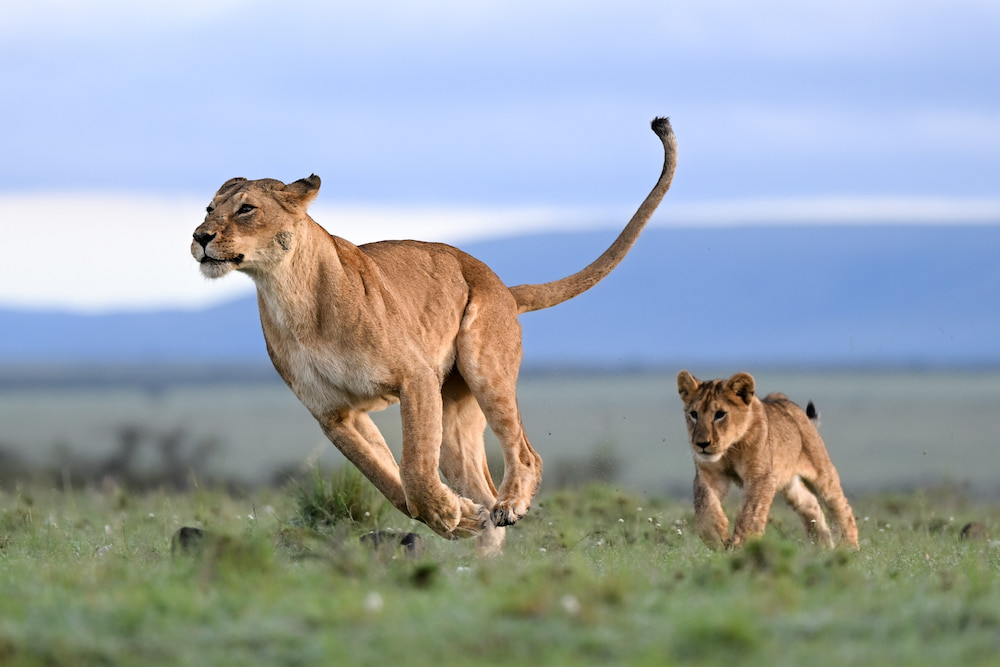 A lion cub plays catch-up as its mom sprints across the plains | Asilia Africa