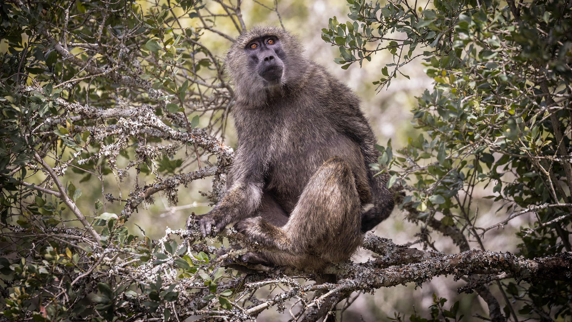 a wsinle baboon sits in the branches of a tree in ol pejeta conservancy kenya, asilia africa