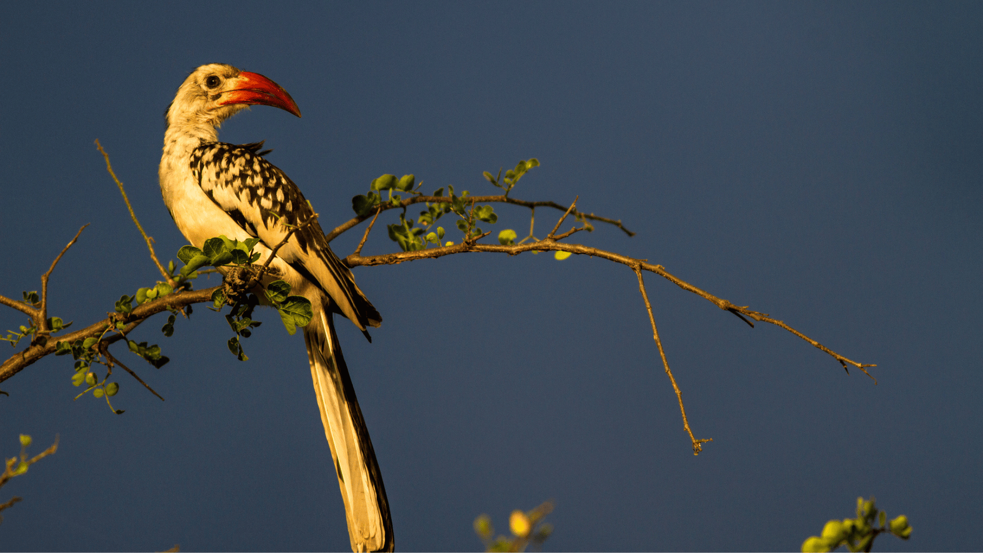 red billed hornbill sat on a branch in the golden sunlight, southern tanzania