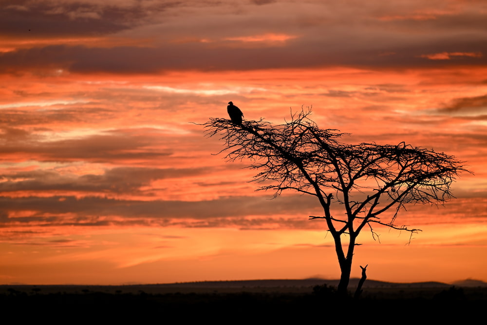 Sunrise over the Naboisho Conservancy