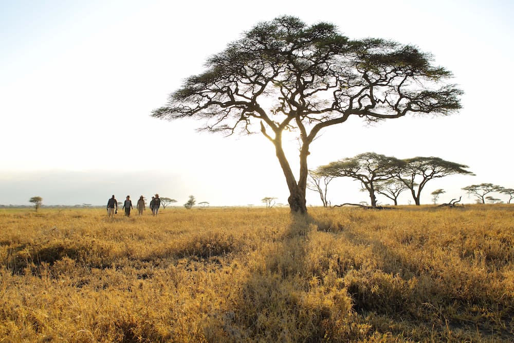 Guests and a guide on a walking safari in East Africa