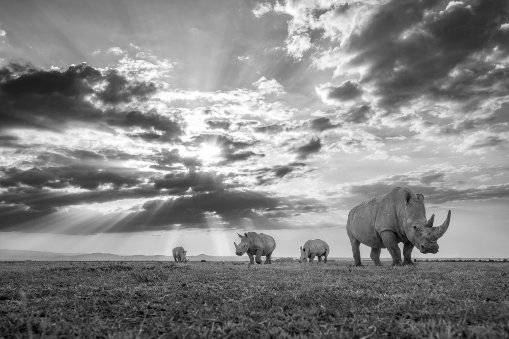 White rhino Ol Pejeta Kenya