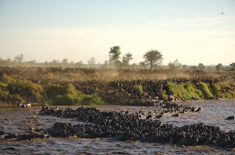 Wildebeest herd crossing river
