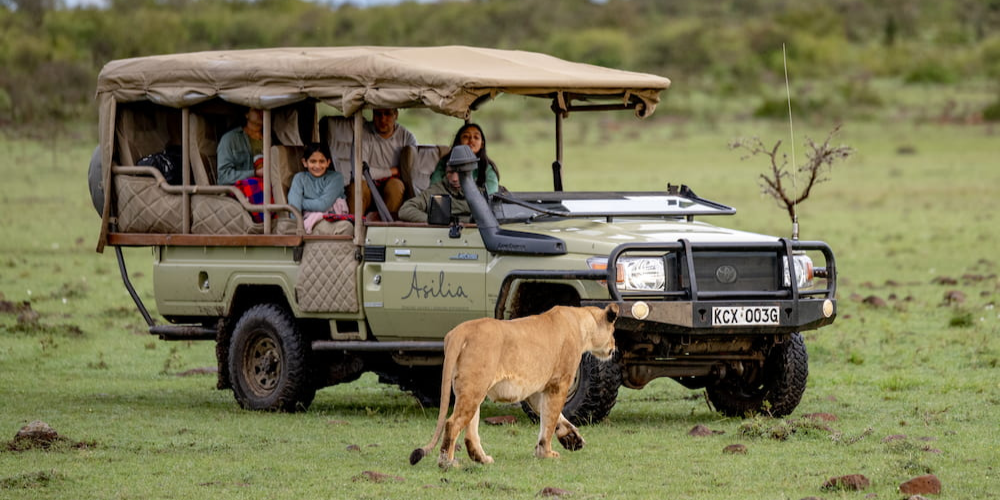 Family game drive with lion walking in Mara Naboisho Conservancy
