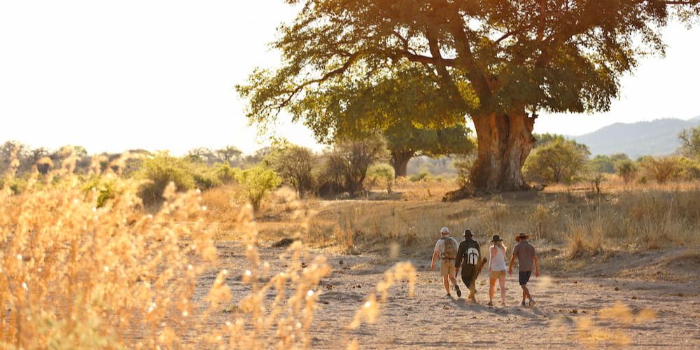 guests walking near a tree with their guide through the dry plains on walking safari