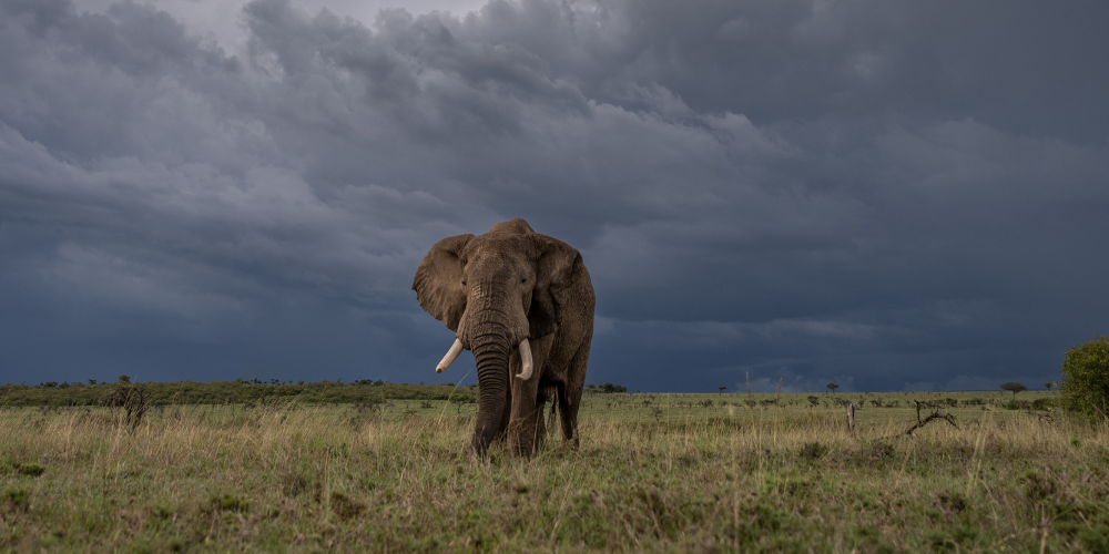 Elephant and dark skies in Mara Naboisho Conservancy
