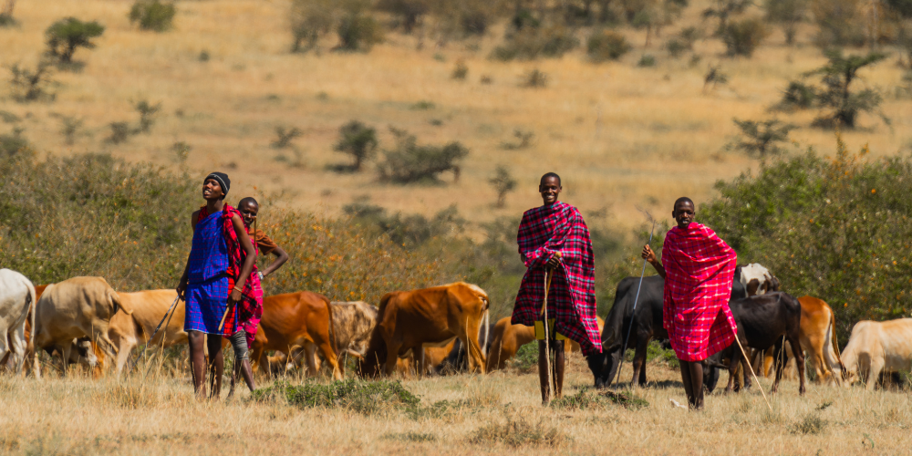 Boys from the local village with cattle