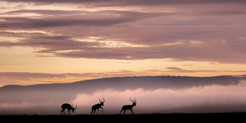Three wild antelope at dusk in Mara Naboisho Conservancy