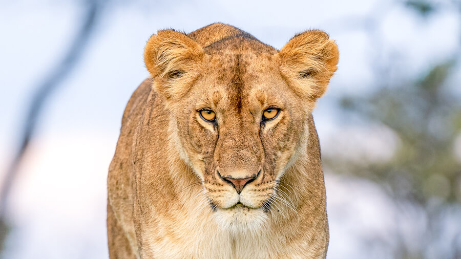 A lioness stares intently into the camera, Kenya